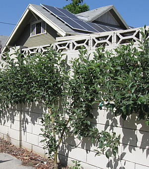 Fruit trees and solar